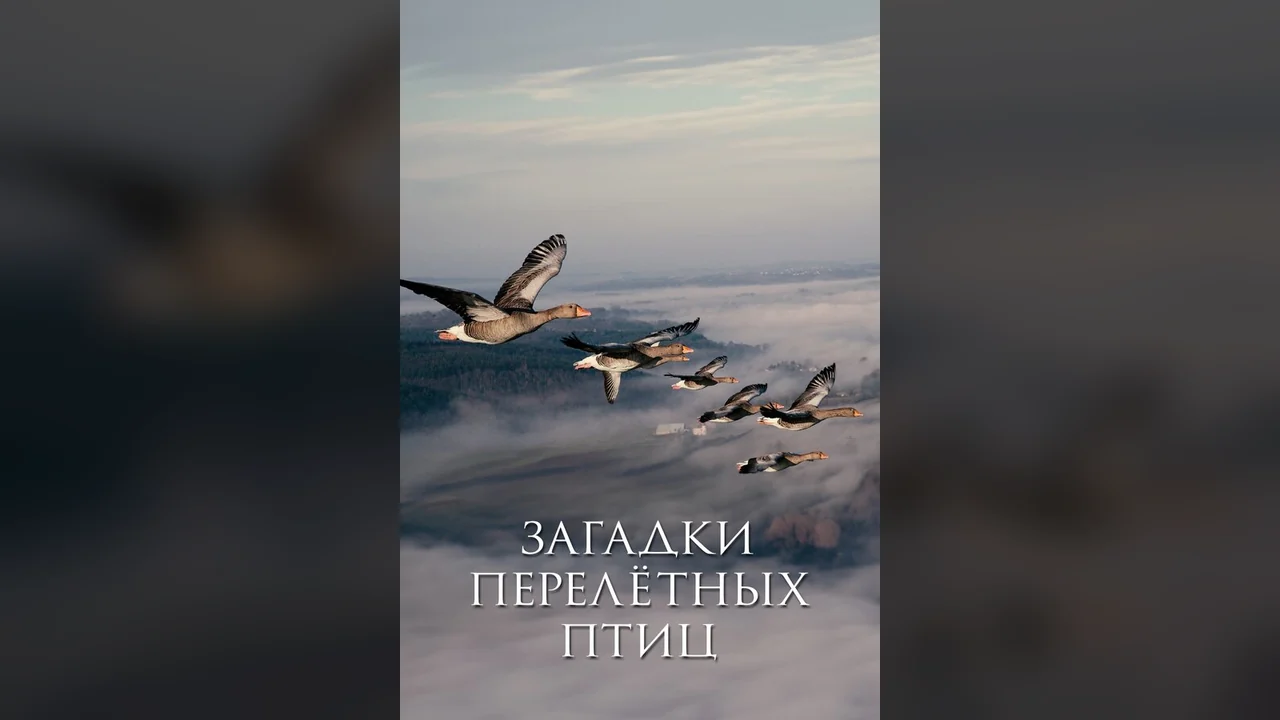 Фильм Загадки перелётных птиц (2014)