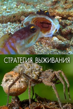 Сериал Стратегия выживания (1 сезон)